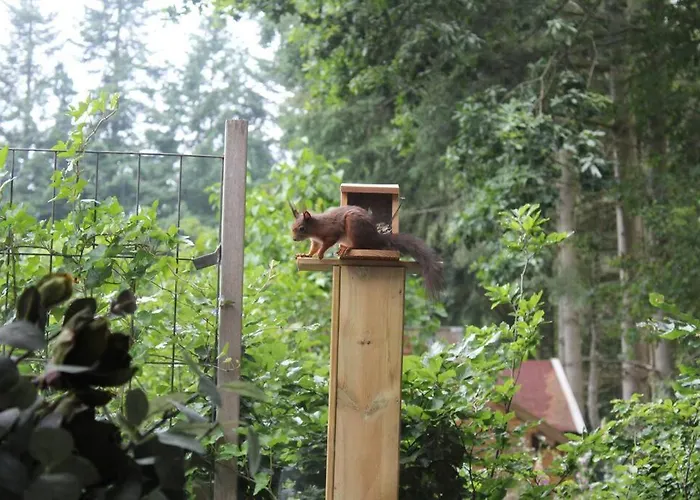 Op Boszicht Genieten De Rust & Chalet Putten