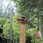 Op Boszicht Genieten De Rust & Chalet Putten