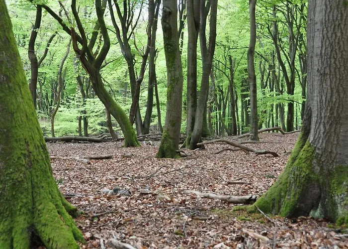 Op Boszicht Genieten De Rust & *